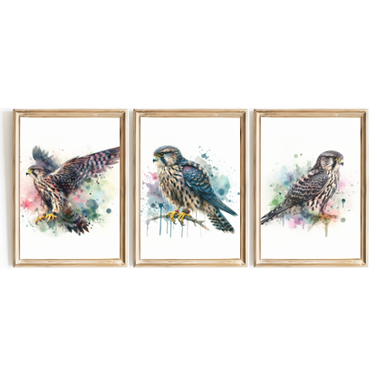 Watercolour Falcon Print Set